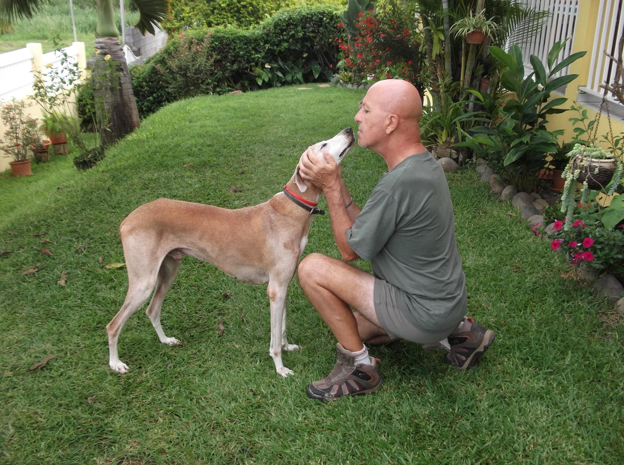 Pension canine sécurisée