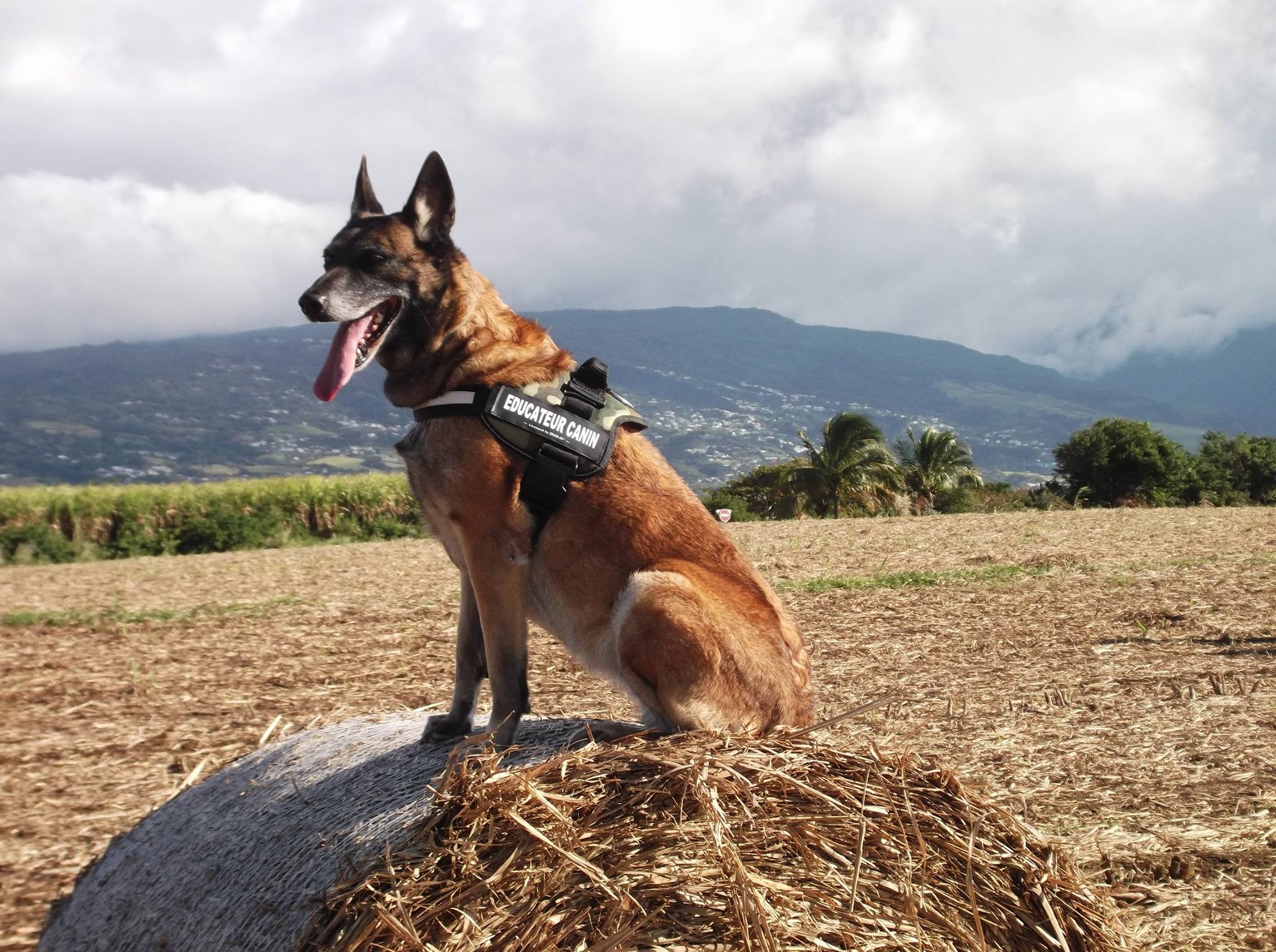 Éducation canine – sessions personnalisées