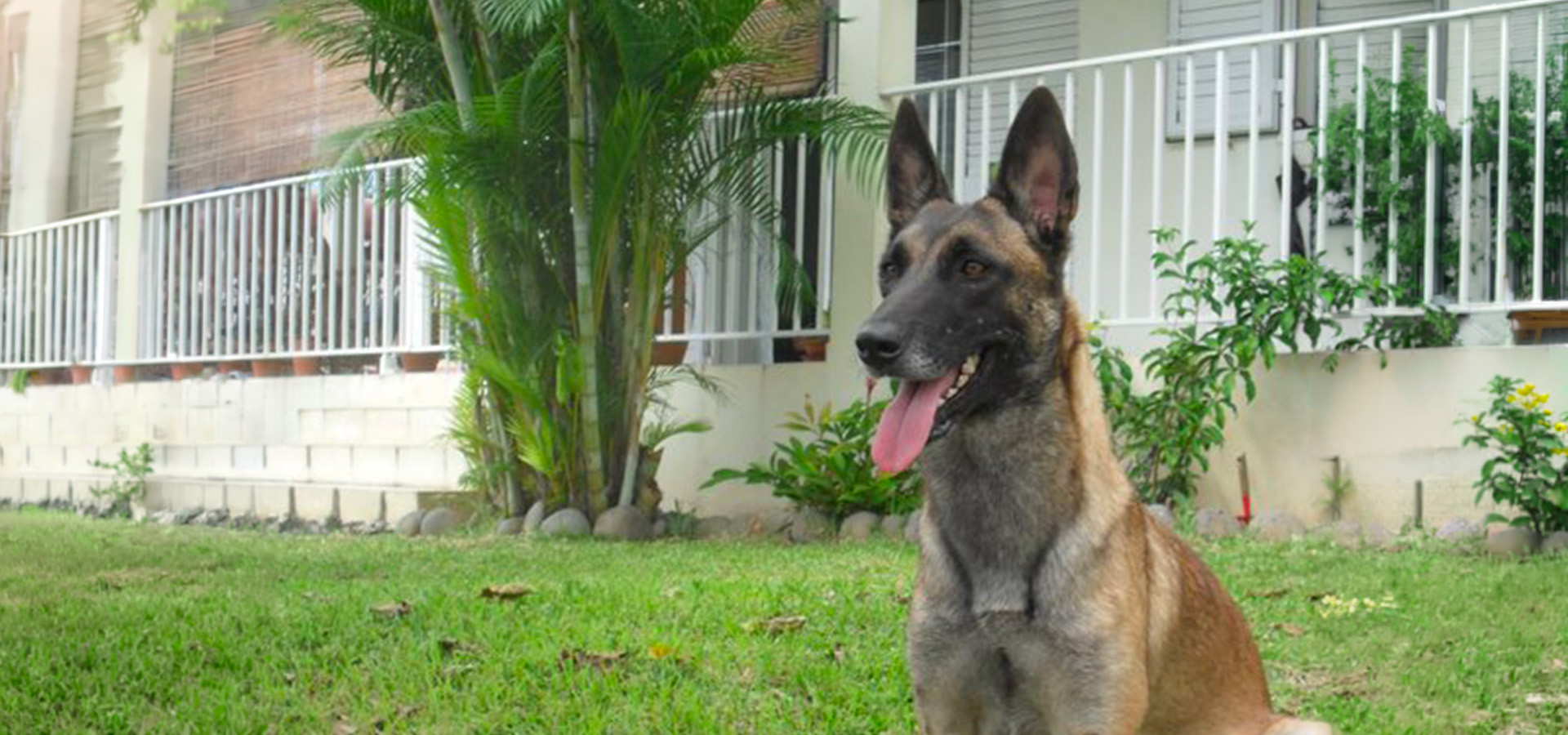 Malinois – éducation spécialisée